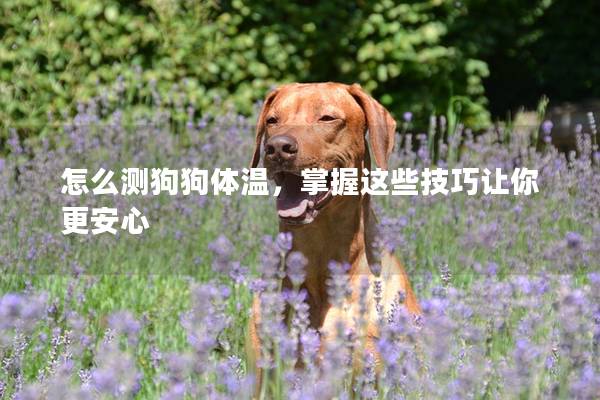 怎么測(cè)狗狗體溫，掌握這些技巧讓你更安心