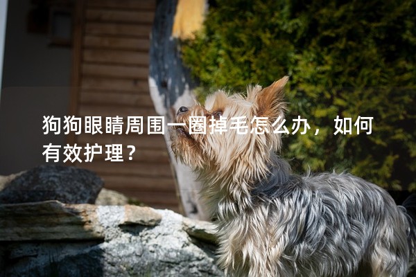 狗狗眼睛周圍一圈掉毛怎么辦，如何有效護理？