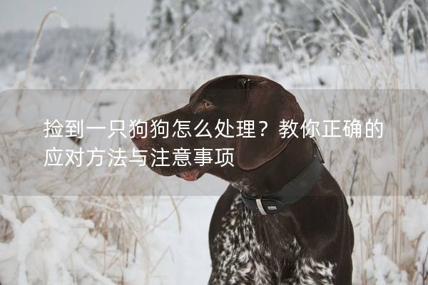 撿到一只狗狗怎么處理？教你正確的應(yīng)對方法與注意事項
