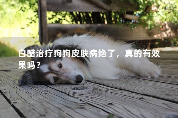 白醋治療狗狗皮膚病絕了，真的有效果嗎？