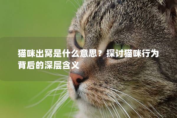 貓咪出窩是什么意思？探討貓咪行為背后的深層含義