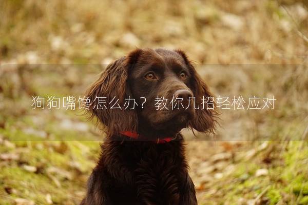 狗狗嘴饞怎么辦？教你幾招輕松應對