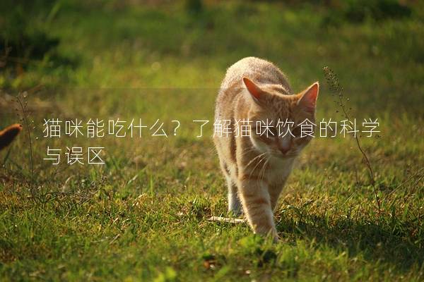 貓咪能吃什么？了解貓咪飲食的科學與誤區