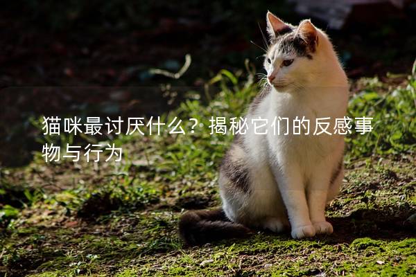 貓咪最討厭什么？揭秘它們的反感事物與行為