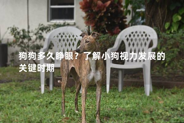 狗狗多久睜眼？了解小狗視力發(fā)展的關(guān)鍵時(shí)期