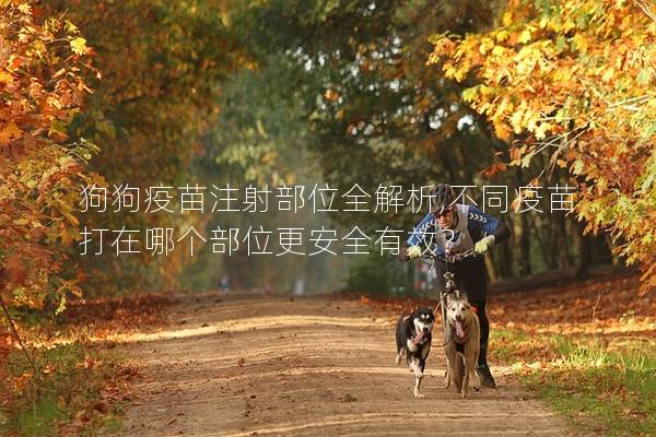 狗狗疫苗注射部位全解析,不同疫苗打在哪個部位更安全有效？