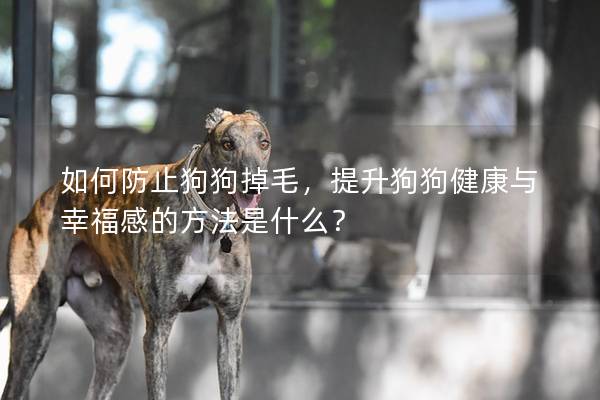 如何防止狗狗掉毛，提升狗狗健康與幸福感的方法是什么？