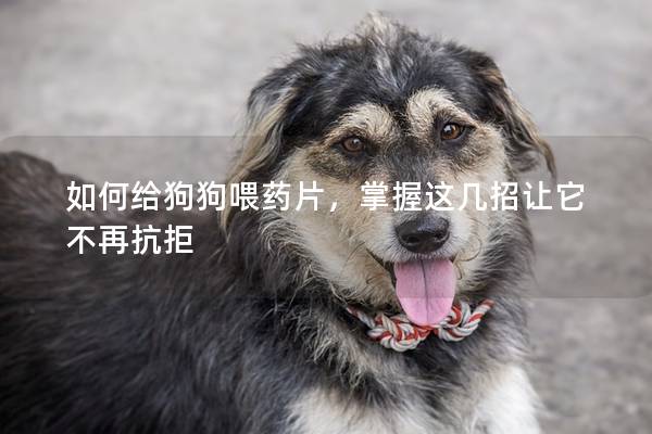 如何給狗狗喂藥片，掌握這幾招讓它不再抗拒