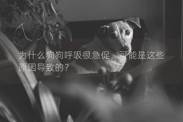 為什么狗狗呼吸很急促，可能是這些原因?qū)е碌模?></em><p>為什么狗狗呼吸很急促，可能是這些原因?qū)е碌模?/p><span>2025-02-08</span></a></li><li><a title=