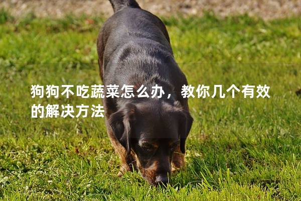 狗狗不吃蔬菜怎么辦，教你幾個有效的解決方法