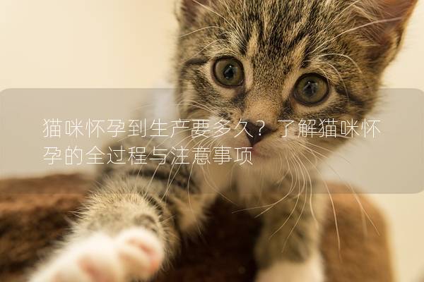 貓咪懷孕到生產要多久？了解貓咪懷孕的全過程與注意事項
