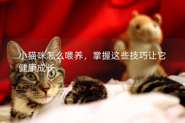 小貓咪怎么喂養(yǎng)，掌握這些技巧讓它健康成長