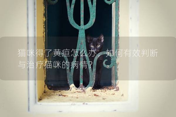 貓咪得了黃疸怎么辦，如何有效判斷與治療貓咪的病情？