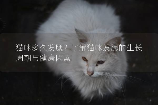 貓咪多久發腮？了解貓咪發腮的生長周期與健康因素