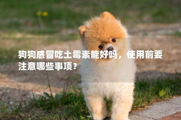 狗狗感冒吃土霉素能好嗎,使用前要注意哪些事項? 狗狗感冒吃土霉素能好嗎,使用前要注意哪些事項?