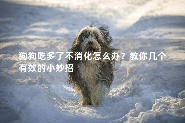 狗狗吃多了不消化怎么辦？教你幾個有效的小妙招