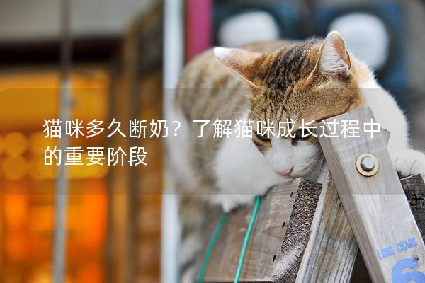 貓咪多久斷奶？了解貓咪成長過程中的重要階段