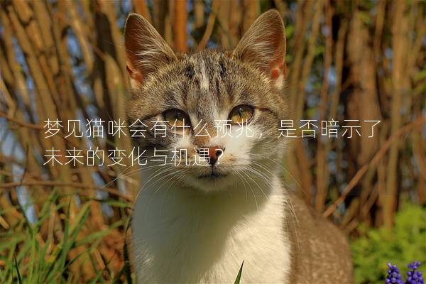 夢見貓咪會有什么預(yù)兆，是否暗示了未來的變化與機(jī)遇？