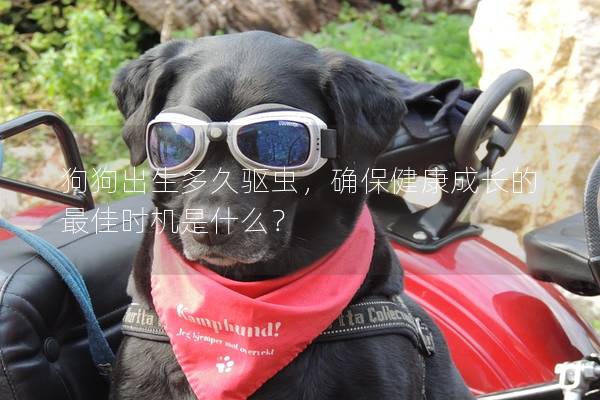 狗狗出生多久驅蟲，確保健康成長的最佳時機是什么？