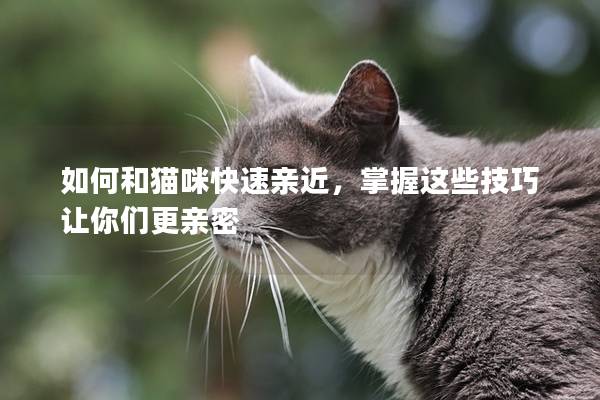 如何和貓咪快速親近，掌握這些技巧讓你們更親密