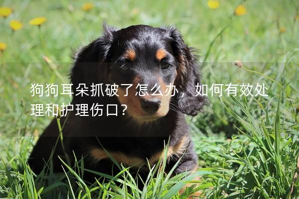 狗狗耳朵抓破了怎么辦，如何有效處理和護理傷口？