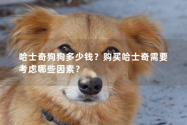 哈士奇狗狗多少錢？購買哈士奇需要考慮哪些因素？