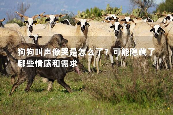 狗狗叫聲像哭是怎么了？可能隱藏了哪些情感和需求