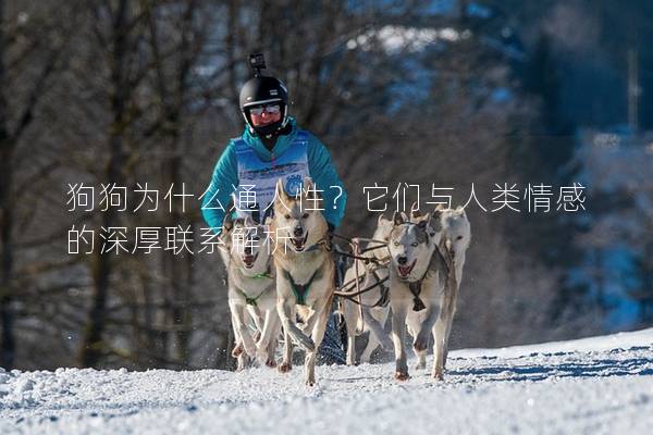 狗狗為什么通人性？它們與人類情感的深厚聯(lián)系解析