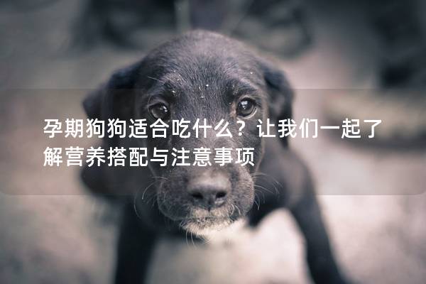 孕期狗狗適合吃什么?讓我們一起了解營養搭配與注意事項 孕期狗狗適合吃什么?讓我們一起了解營養搭配與注意事項