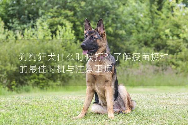 狗狗狂犬什么時候打？了解疫苗接種的最佳時機與注意事項