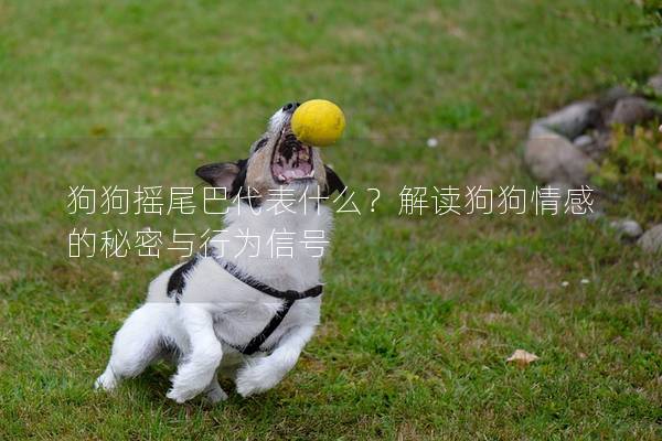 狗狗搖尾巴代表什么？解讀狗狗情感的秘密與行為信號