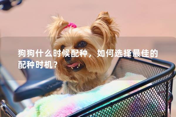 狗狗什么時候配種，如何選擇最佳的配種時機？