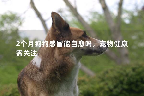 2個月狗狗感冒能自愈嗎，寵物健康需關注