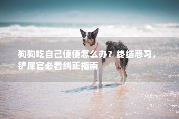狗狗吃自己便便怎么辦？終結惡習，鏟屎官必看糾正指南