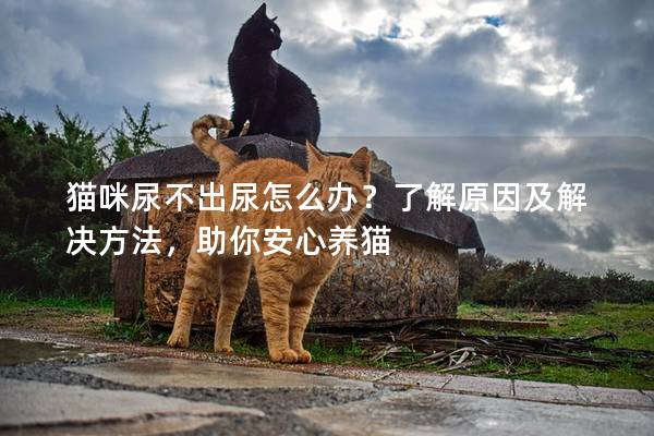 貓咪尿不出尿怎么辦？了解原因及解決方法，助你安心養貓
