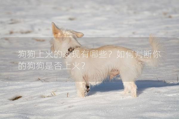 狗狗上火的表現有哪些？如何判斷你的狗狗是否上火？