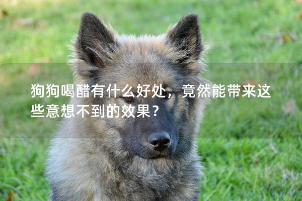狗狗喝醋有什么好處，竟然能帶來(lái)這些意想不到的效果？