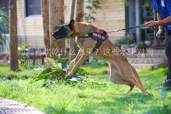 狗狗喜歡吃什么水果？這些水果對狗狗健康有益