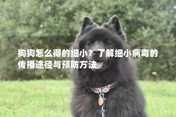 狗狗怎么得的細(xì)小？了解細(xì)小病毒的傳播途徑與預(yù)防方法