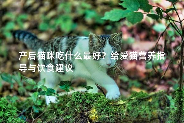產后貓咪吃什么最好？給愛貓營養指導與飲食建議