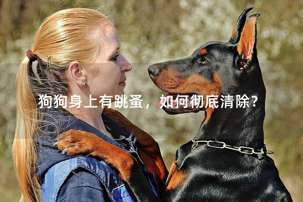狗狗身上有跳蚤，如何徹底清除？