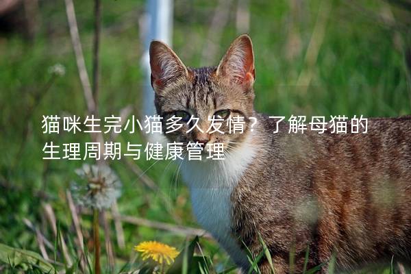 貓咪生完小貓多久發情？了解母貓的生理周期與健康管理