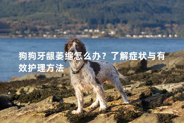 狗狗牙齦萎縮怎么辦？了解癥狀與有效護理方法