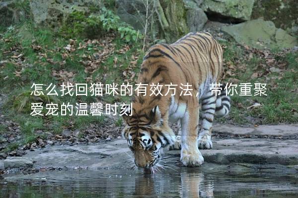 怎么找回貓咪的有效方法,帶你重聚愛寵的溫馨時刻 怎么找回貓咪的有效方法,帶你重聚愛寵的溫馨時刻