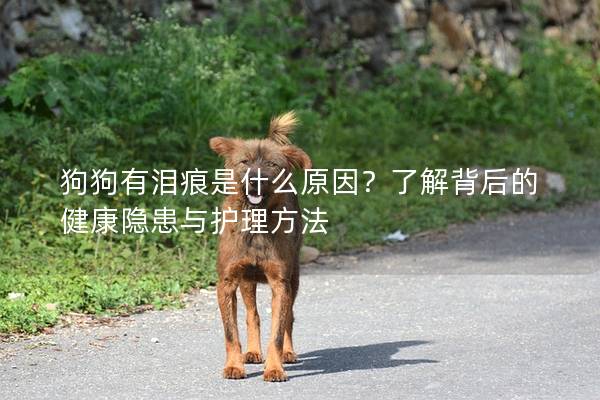 狗狗有淚痕是什么原因？了解背后的健康隱患與護理方法