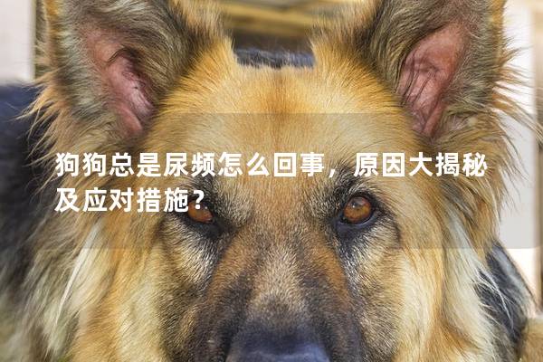 狗狗總是尿頻怎么回事，原因大揭秘及應對措施？