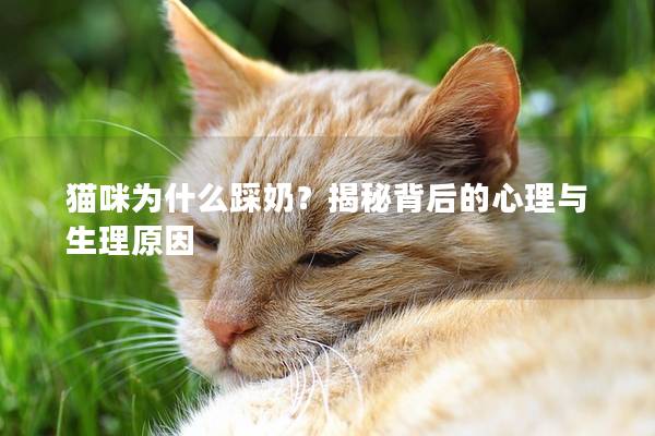貓咪為什么踩奶？揭秘背后的心理與生理原因
