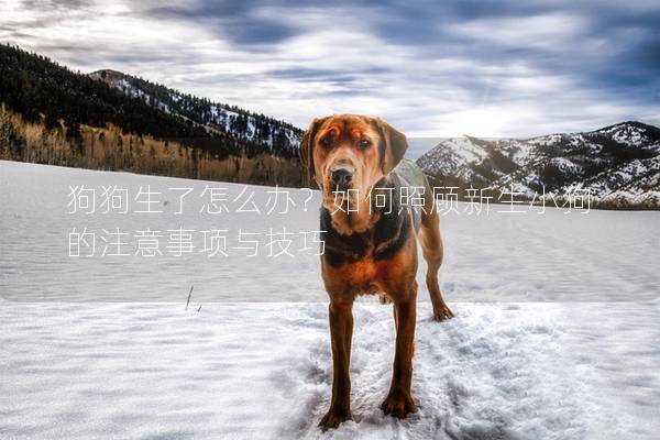 狗狗生了怎么辦？如何照顧新生小狗的注意事項(xiàng)與技巧