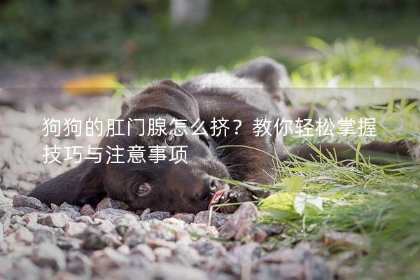 狗狗的肛門腺怎么擠？教你輕松掌握技巧與注意事項