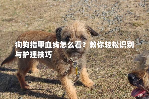 狗狗指甲血線怎么看？教你輕松識別與護理技巧